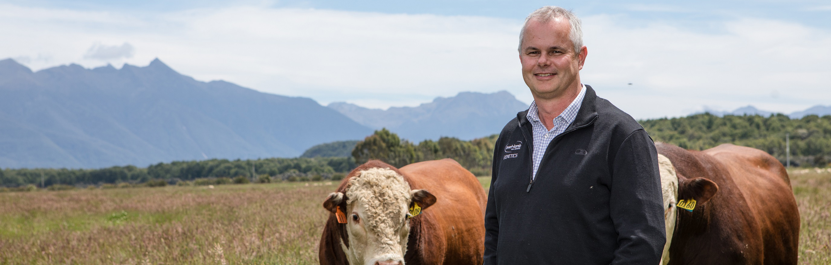 finishing performance in beef cattle from B+LNZ